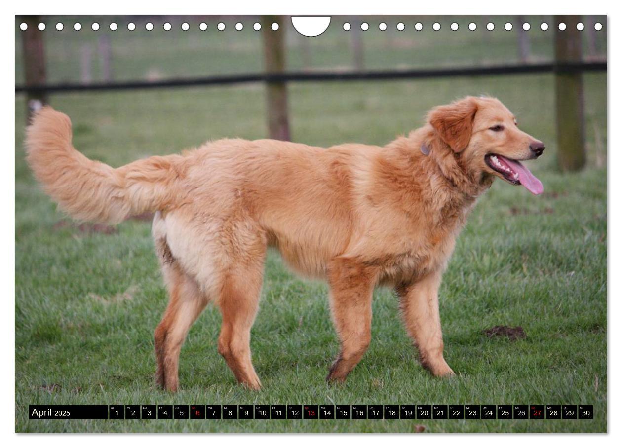 Bild: 9783435793013 | Hovawart - natürlich blond (Wandkalender 2025 DIN A4 quer),...