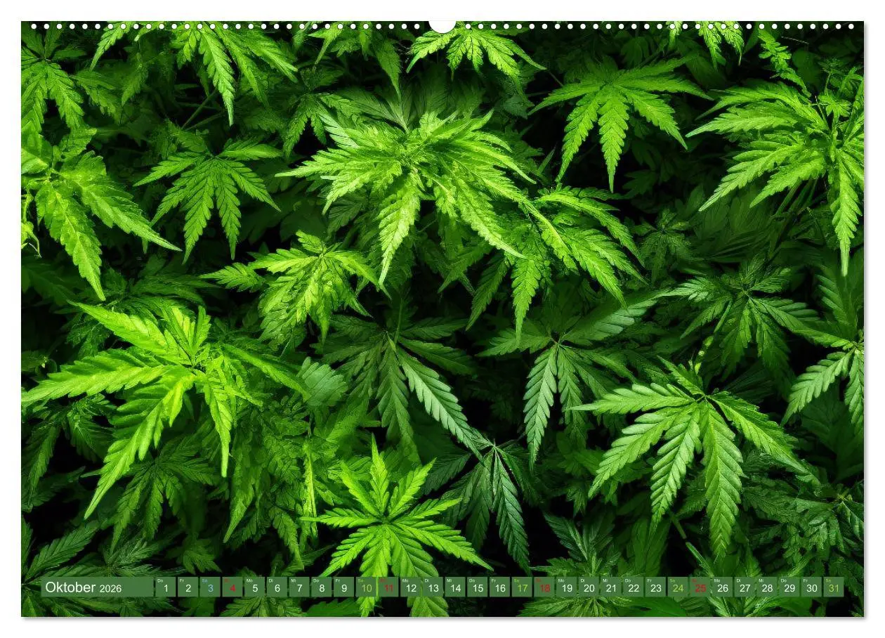 Bild: 9783457403013 | Faszination Cannabis (Wandkalender 2026 DIN A2 quer), CALVENDO...