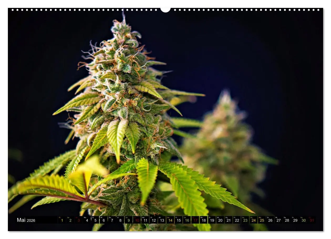 Bild: 9783457403013 | Faszination Cannabis (Wandkalender 2026 DIN A2 quer), CALVENDO...