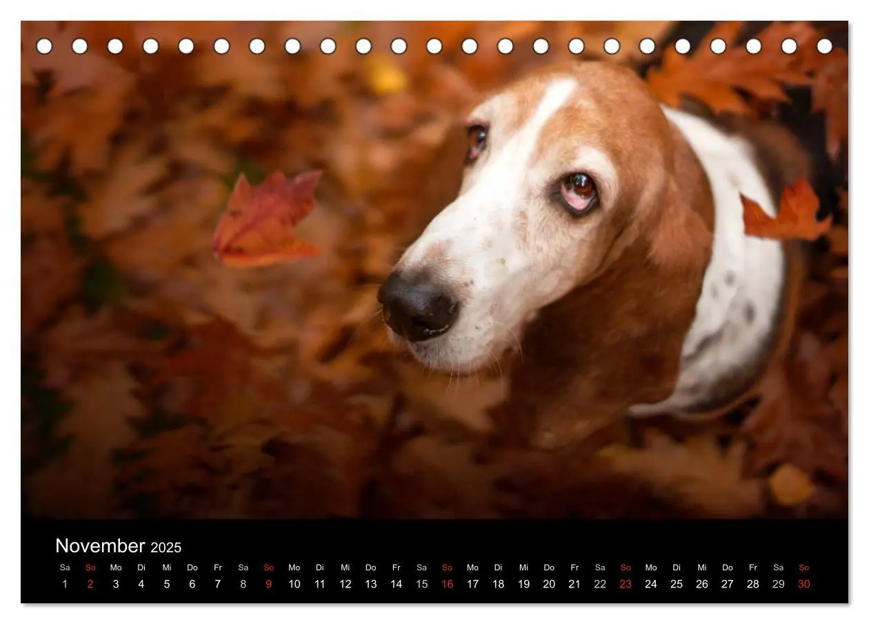 Bild: 9783457183113 | Der Basset, eine LANGE und besondere Liebe (Tischkalender 2025 DIN...