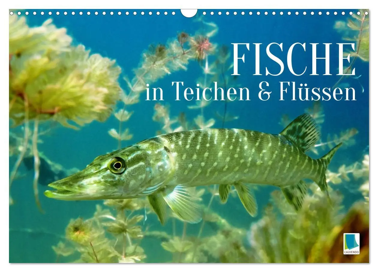 Cover: 9783457943113 | Fische in Teichen und Flüssen (Wandkalender 2026 DIN A3 quer),...