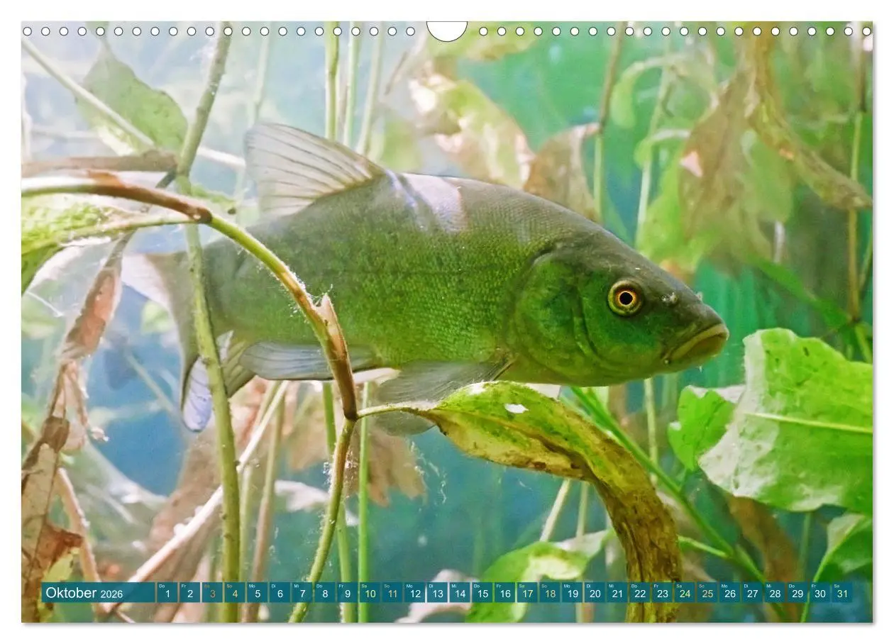 Bild: 9783457943113 | Fische in Teichen und Flüssen (Wandkalender 2026 DIN A3 quer),...