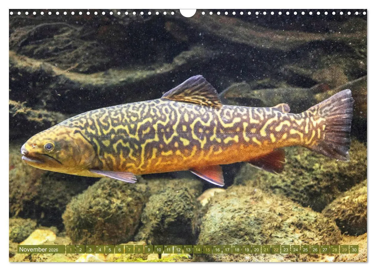 Bild: 9783457943113 | Fische in Teichen und Flüssen (Wandkalender 2026 DIN A3 quer),...