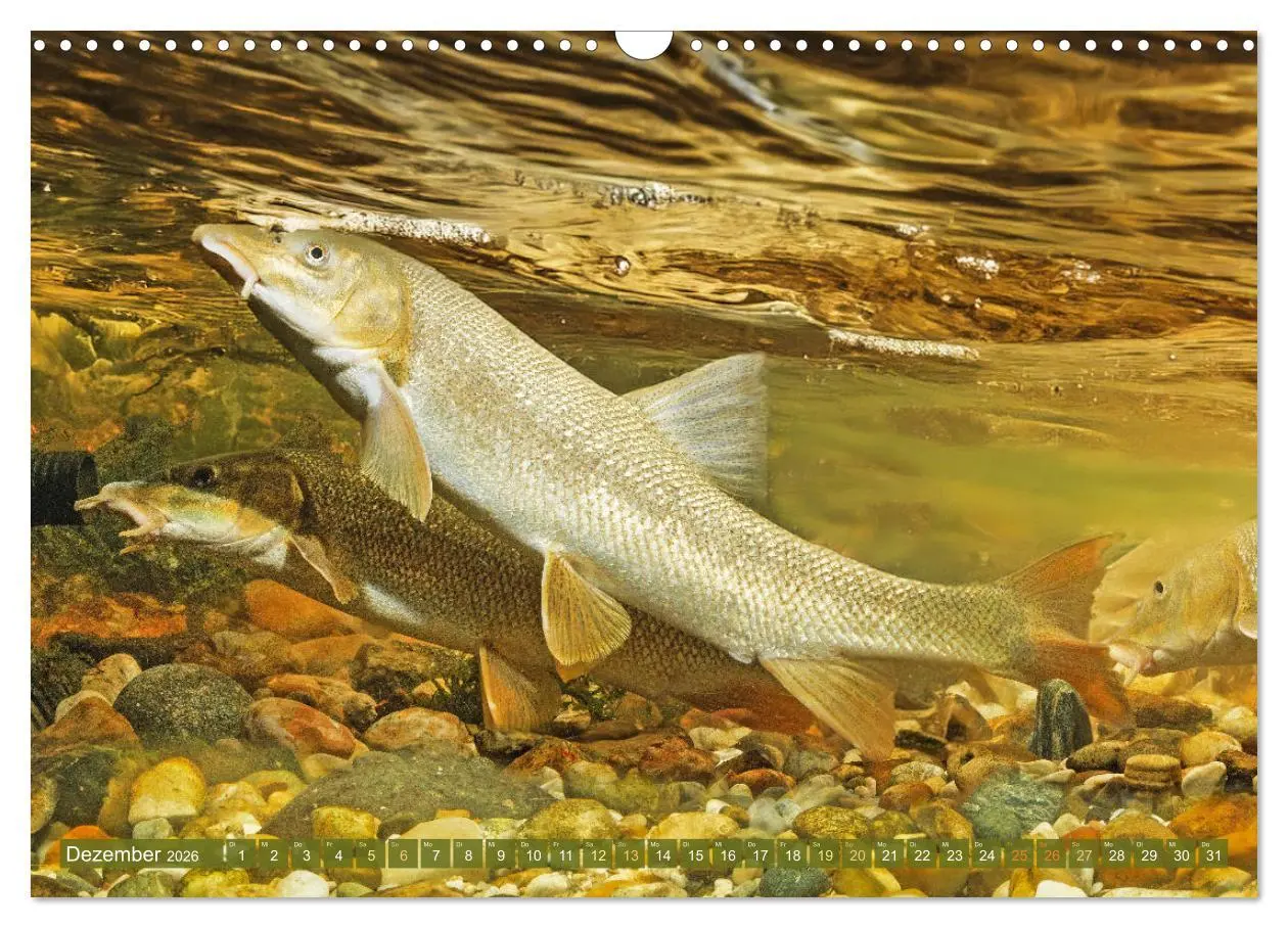 Bild: 9783457943113 | Fische in Teichen und Flüssen (Wandkalender 2026 DIN A3 quer),...