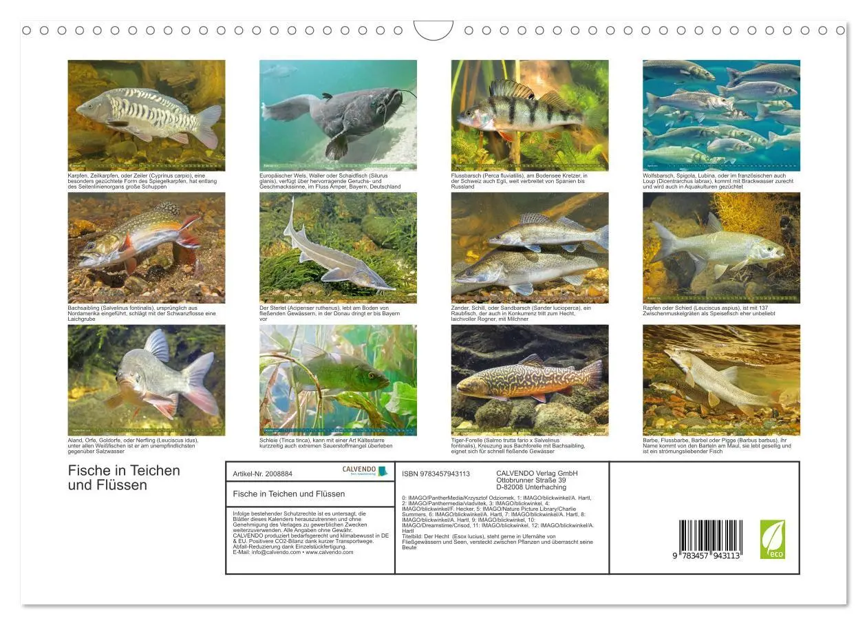 Bild: 9783457943113 | Fische in Teichen und Flüssen (Wandkalender 2026 DIN A3 quer),...