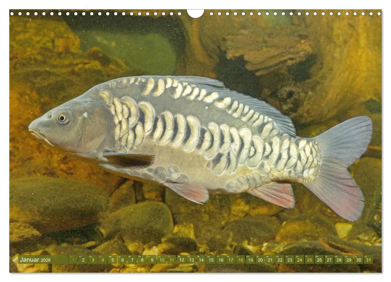Bild: 9783457943113 | Fische in Teichen und Flüssen (Wandkalender 2026 DIN A3 quer),...