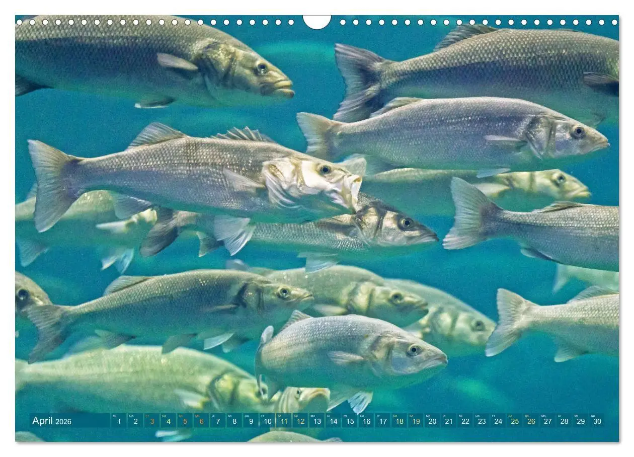 Bild: 9783457943113 | Fische in Teichen und Flüssen (Wandkalender 2026 DIN A3 quer),...
