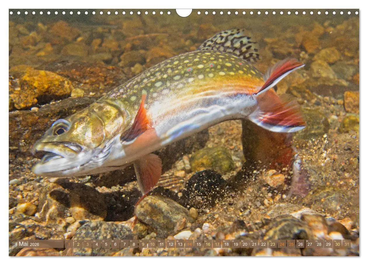 Bild: 9783457943113 | Fische in Teichen und Flüssen (Wandkalender 2026 DIN A3 quer),...