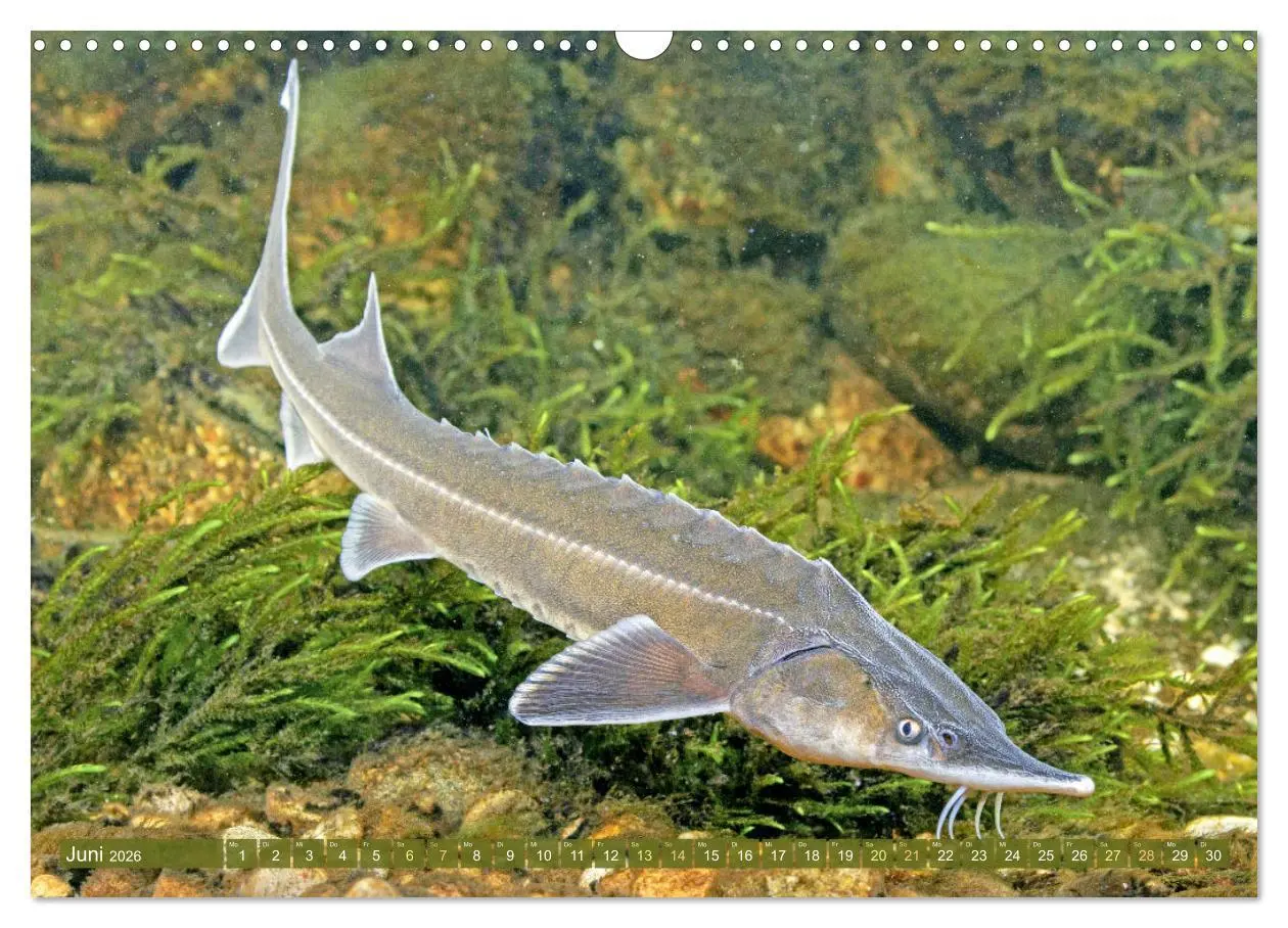 Bild: 9783457943113 | Fische in Teichen und Flüssen (Wandkalender 2026 DIN A3 quer),...