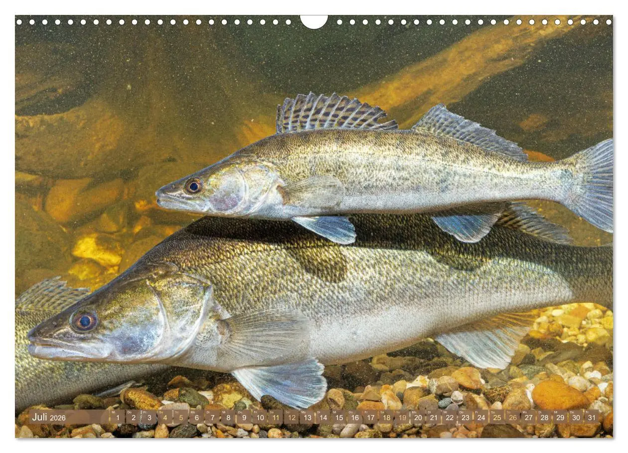 Bild: 9783457943113 | Fische in Teichen und Flüssen (Wandkalender 2026 DIN A3 quer),...
