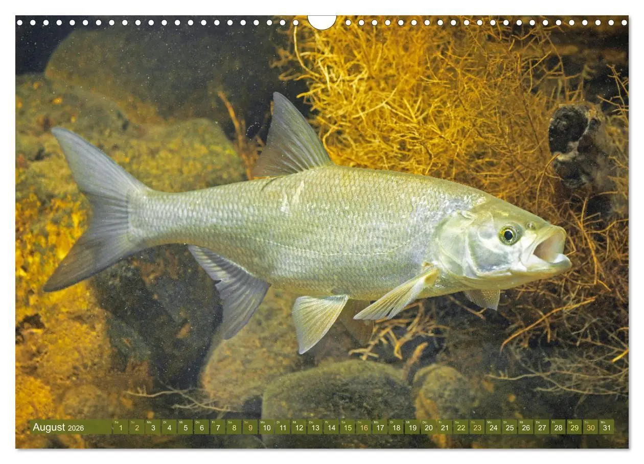 Bild: 9783457943113 | Fische in Teichen und Flüssen (Wandkalender 2026 DIN A3 quer),...