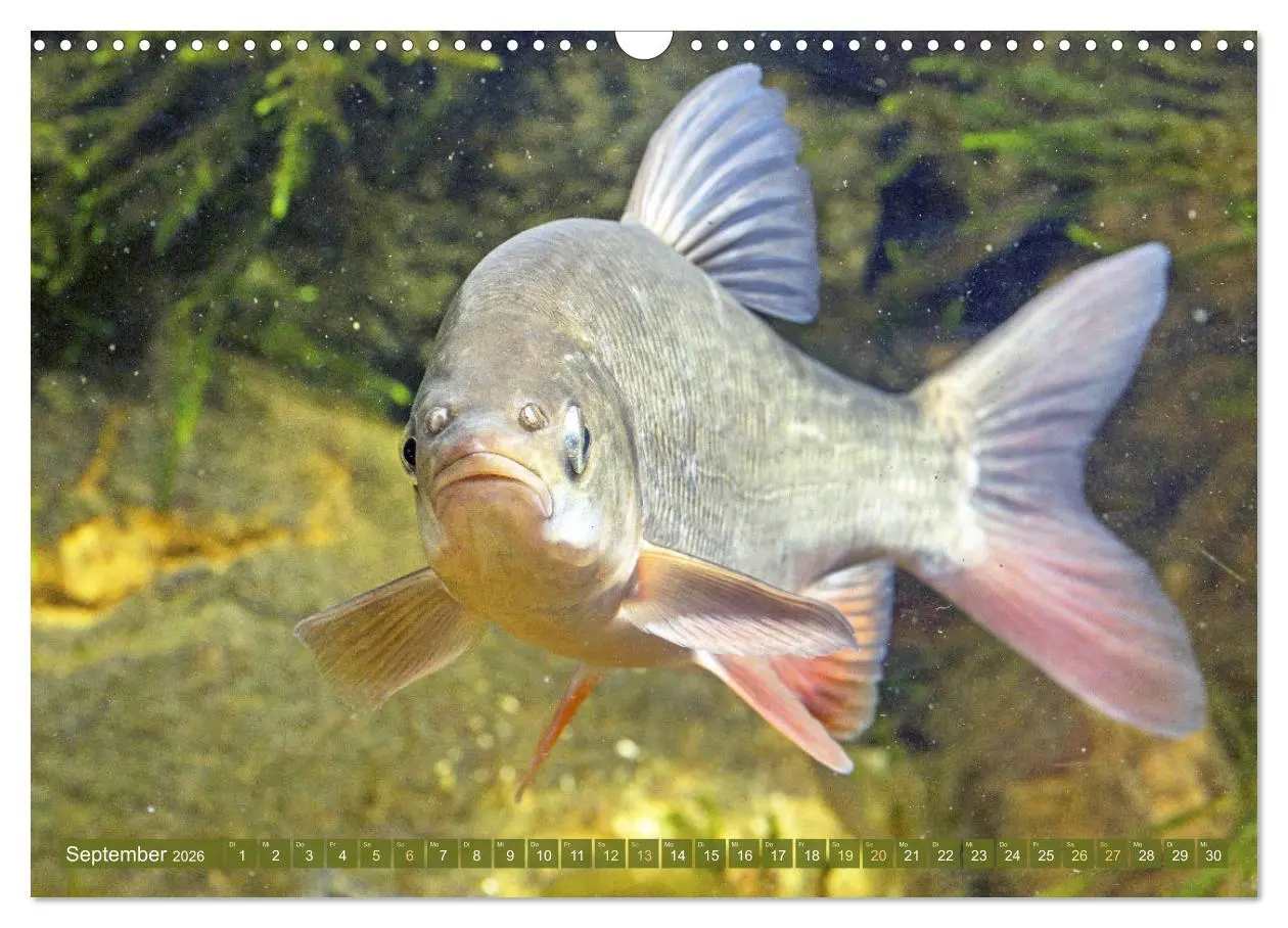 Bild: 9783457943113 | Fische in Teichen und Flüssen (Wandkalender 2026 DIN A3 quer),...