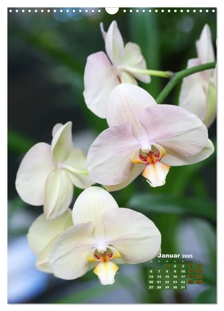 Bild: 9783435903313 | Traumhafte Orchideen (Wandkalender 2025 DIN A3 hoch), CALVENDO...
