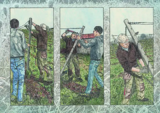 Bild: 9783948063313 | Das Jahr im Weinbau | pinguletta Verlag | Buch | 40 S. | Deutsch