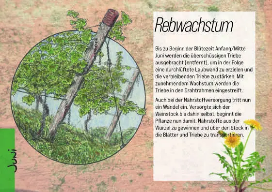 Bild: 9783948063313 | Das Jahr im Weinbau | pinguletta Verlag | Buch | 40 S. | Deutsch