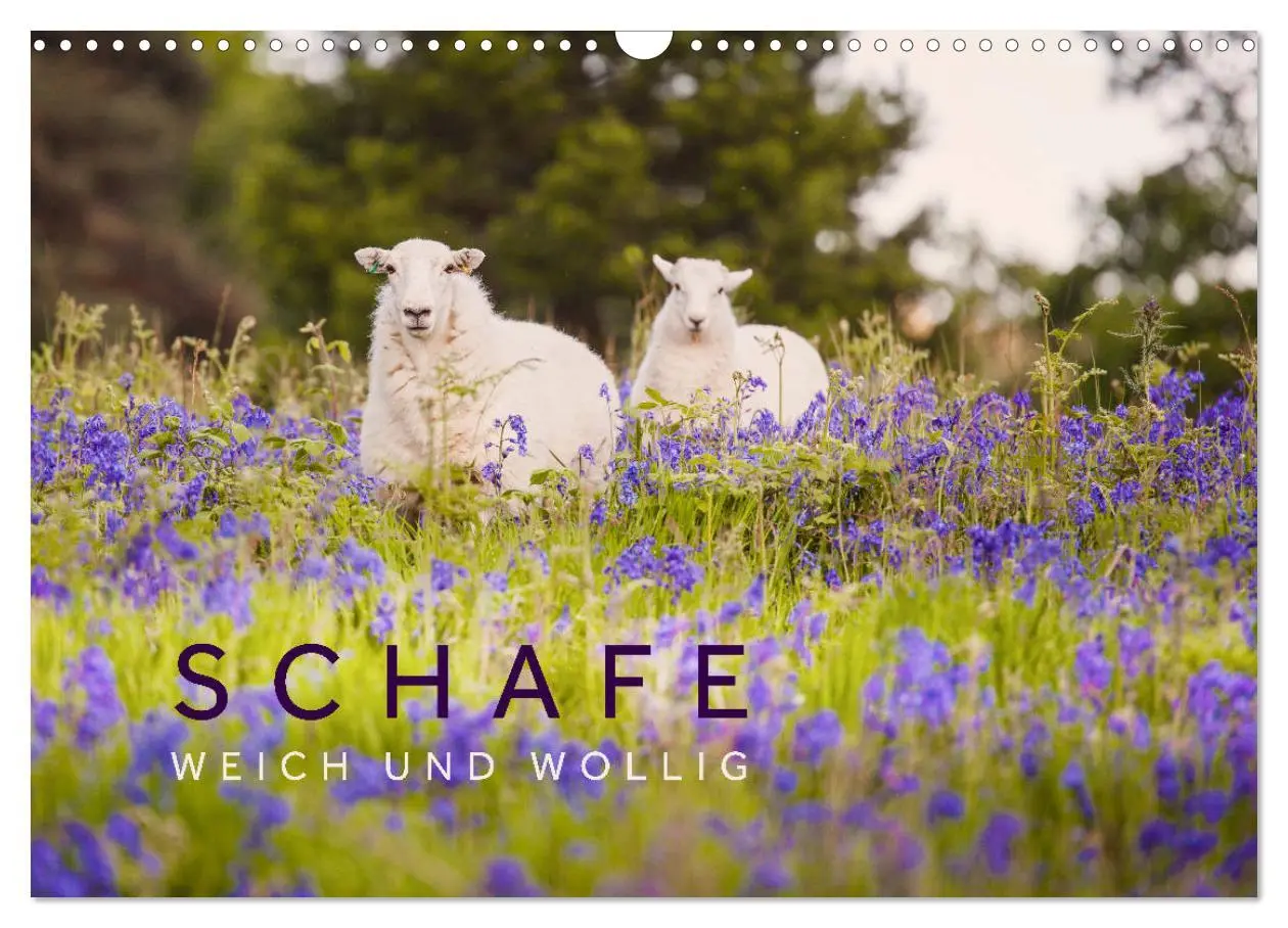 Cover: 9783457843413 | Schafe - Weich und wollig (Wandkalender 2026 DIN A3 quer), CALVENDO...