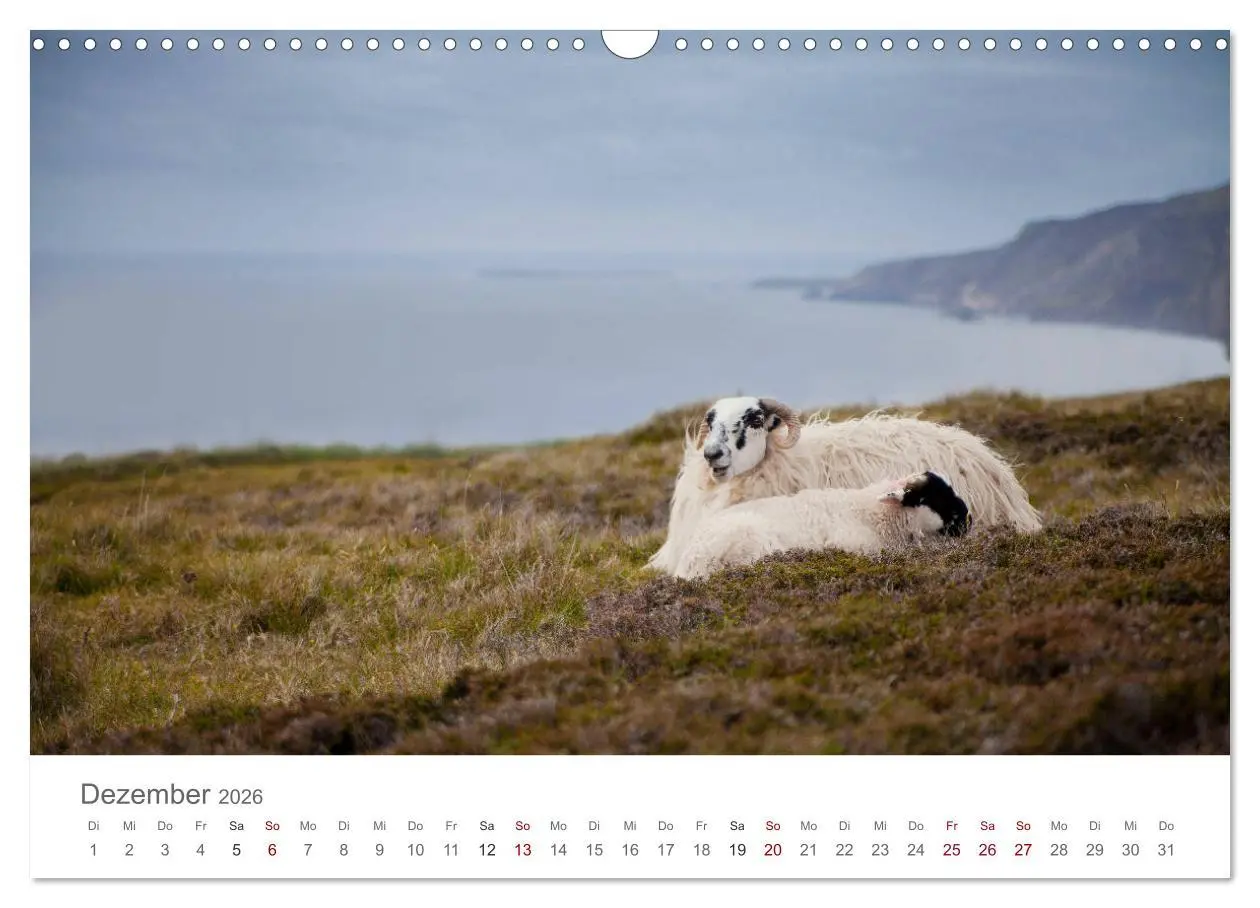 Bild: 9783457843413 | Schafe - Weich und wollig (Wandkalender 2026 DIN A3 quer), CALVENDO...