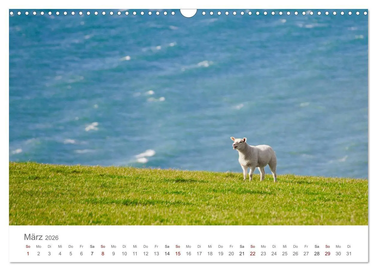Bild: 9783457843413 | Schafe - Weich und wollig (Wandkalender 2026 DIN A3 quer), CALVENDO...