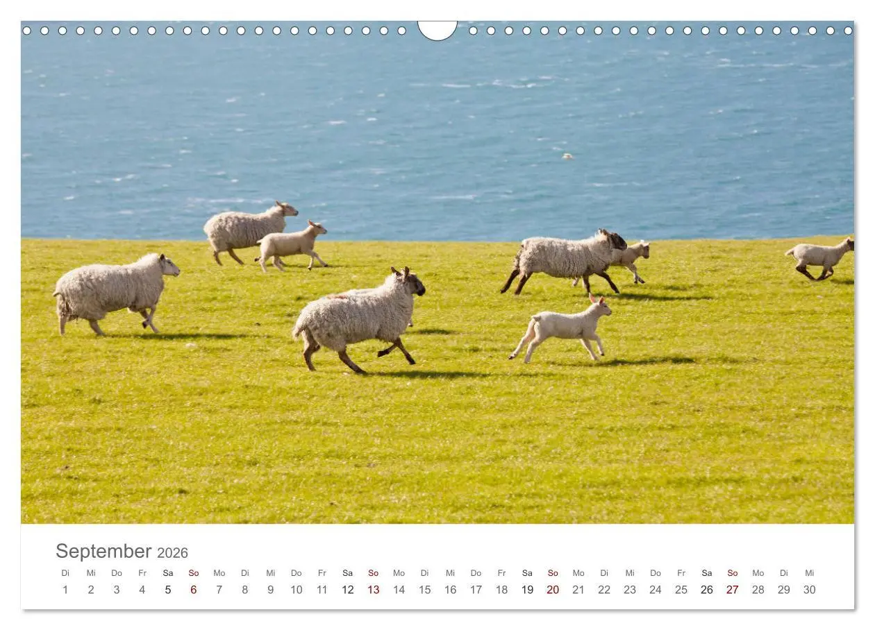 Bild: 9783457843413 | Schafe - Weich und wollig (Wandkalender 2026 DIN A3 quer), CALVENDO...