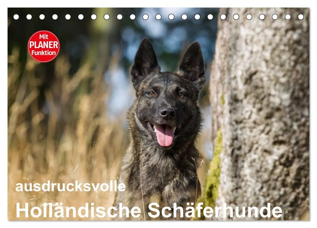 Cover: 9783516003413 | ausdrucksvolle Holländische Schäferhunde (Tischkalender 2026 DIN A5...