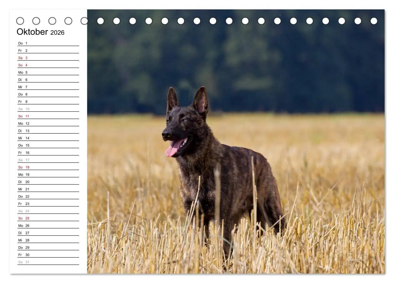 Bild: 9783516003413 | ausdrucksvolle Holländische Schäferhunde (Tischkalender 2026 DIN A5...