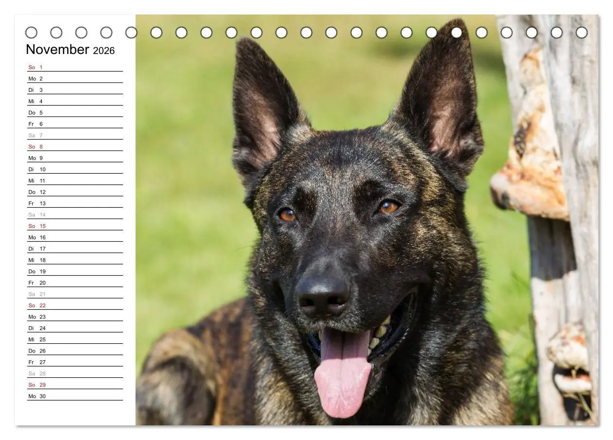 Bild: 9783516003413 | ausdrucksvolle Holländische Schäferhunde (Tischkalender 2026 DIN A5...