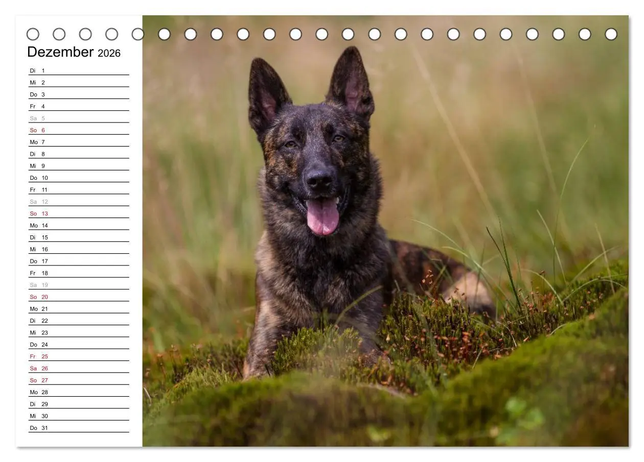 Bild: 9783516003413 | ausdrucksvolle Holländische Schäferhunde (Tischkalender 2026 DIN A5...