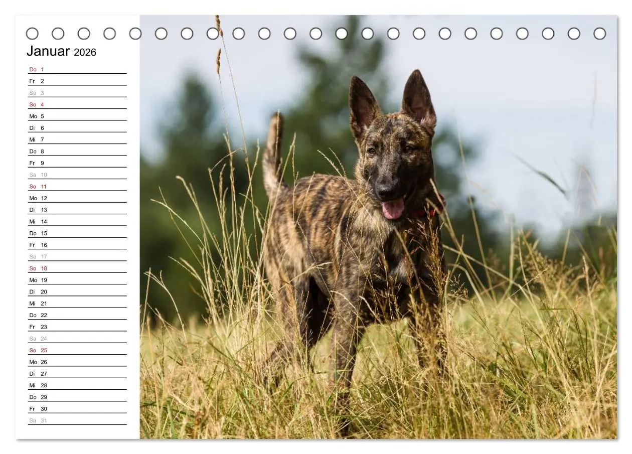 Bild: 9783516003413 | ausdrucksvolle Holländische Schäferhunde (Tischkalender 2026 DIN A5...