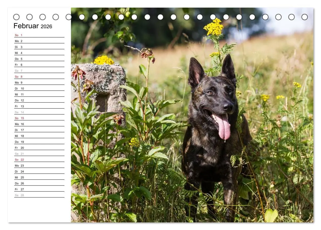 Bild: 9783516003413 | ausdrucksvolle Holländische Schäferhunde (Tischkalender 2026 DIN A5...
