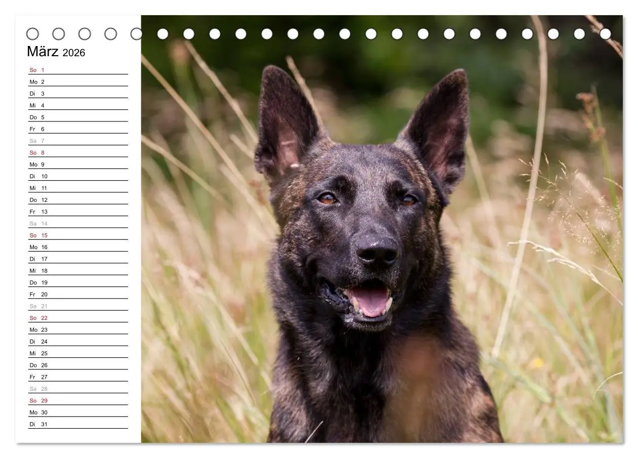 Bild: 9783516003413 | ausdrucksvolle Holländische Schäferhunde (Tischkalender 2026 DIN A5...