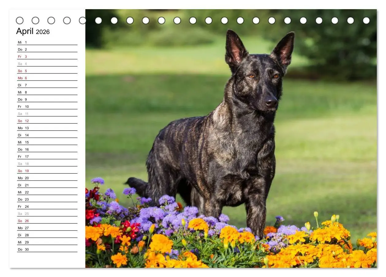 Bild: 9783516003413 | ausdrucksvolle Holländische Schäferhunde (Tischkalender 2026 DIN A5...