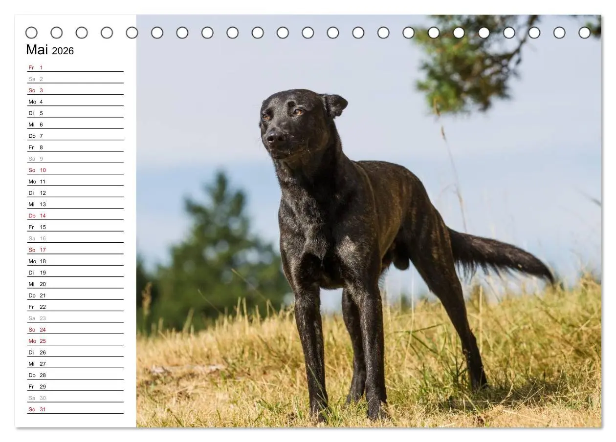 Bild: 9783516003413 | ausdrucksvolle Holländische Schäferhunde (Tischkalender 2026 DIN A5...