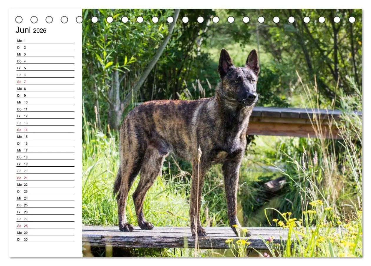 Bild: 9783516003413 | ausdrucksvolle Holländische Schäferhunde (Tischkalender 2026 DIN A5...