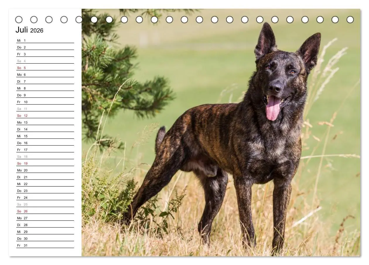 Bild: 9783516003413 | ausdrucksvolle Holländische Schäferhunde (Tischkalender 2026 DIN A5...