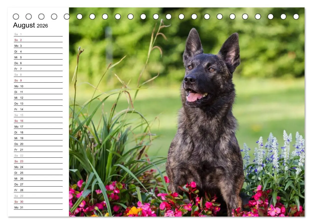 Bild: 9783516003413 | ausdrucksvolle Holländische Schäferhunde (Tischkalender 2026 DIN A5...