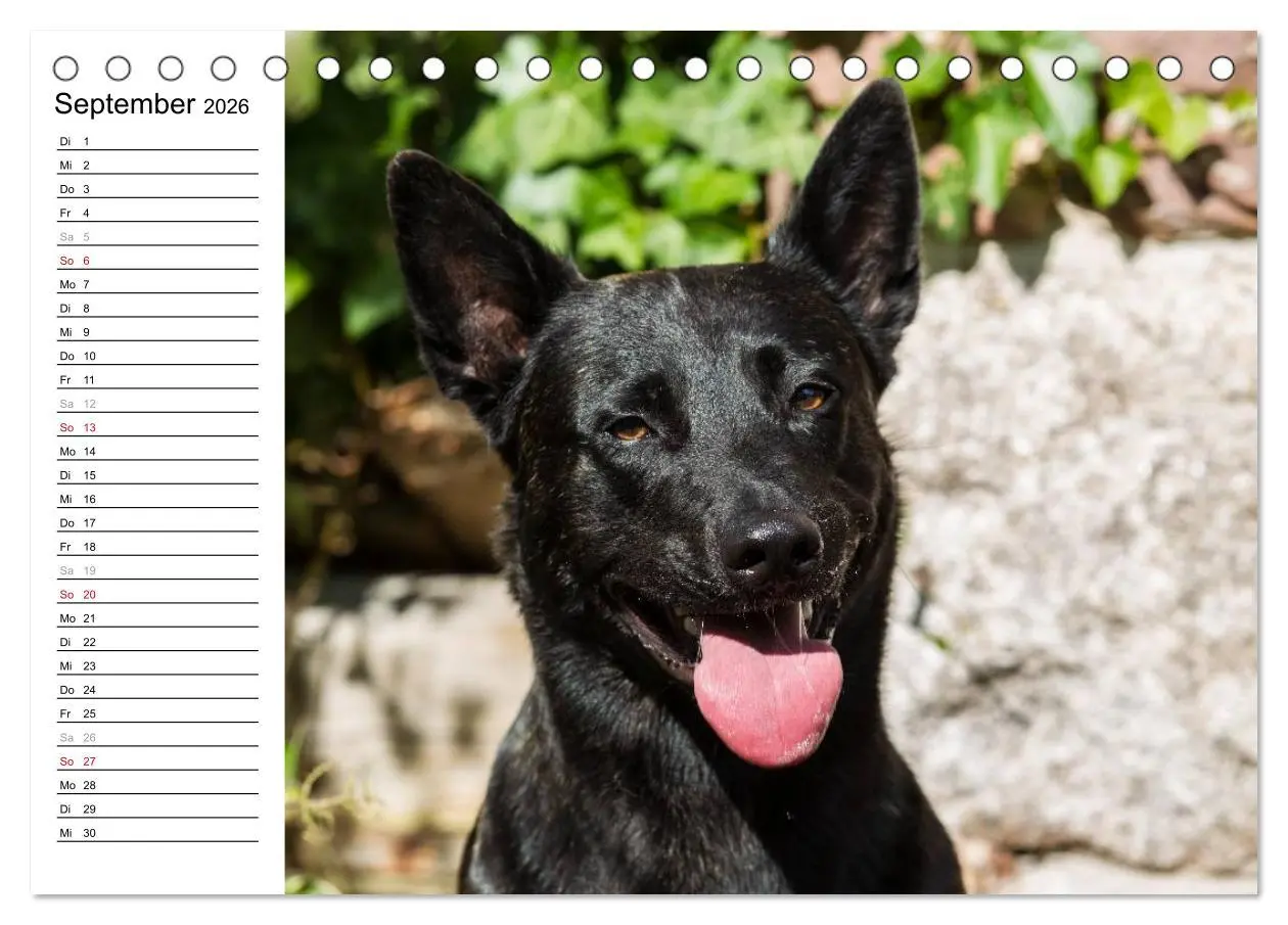 Bild: 9783516003413 | ausdrucksvolle Holländische Schäferhunde (Tischkalender 2026 DIN A5...
