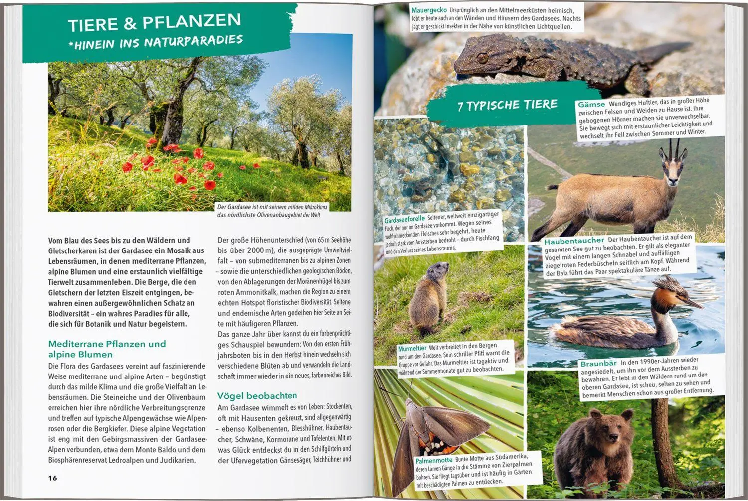 Bild: 9783575023513 | MARCO POLO OUTDOOR GUIDE Reiseführer Gardasee | Angela Trawoeger