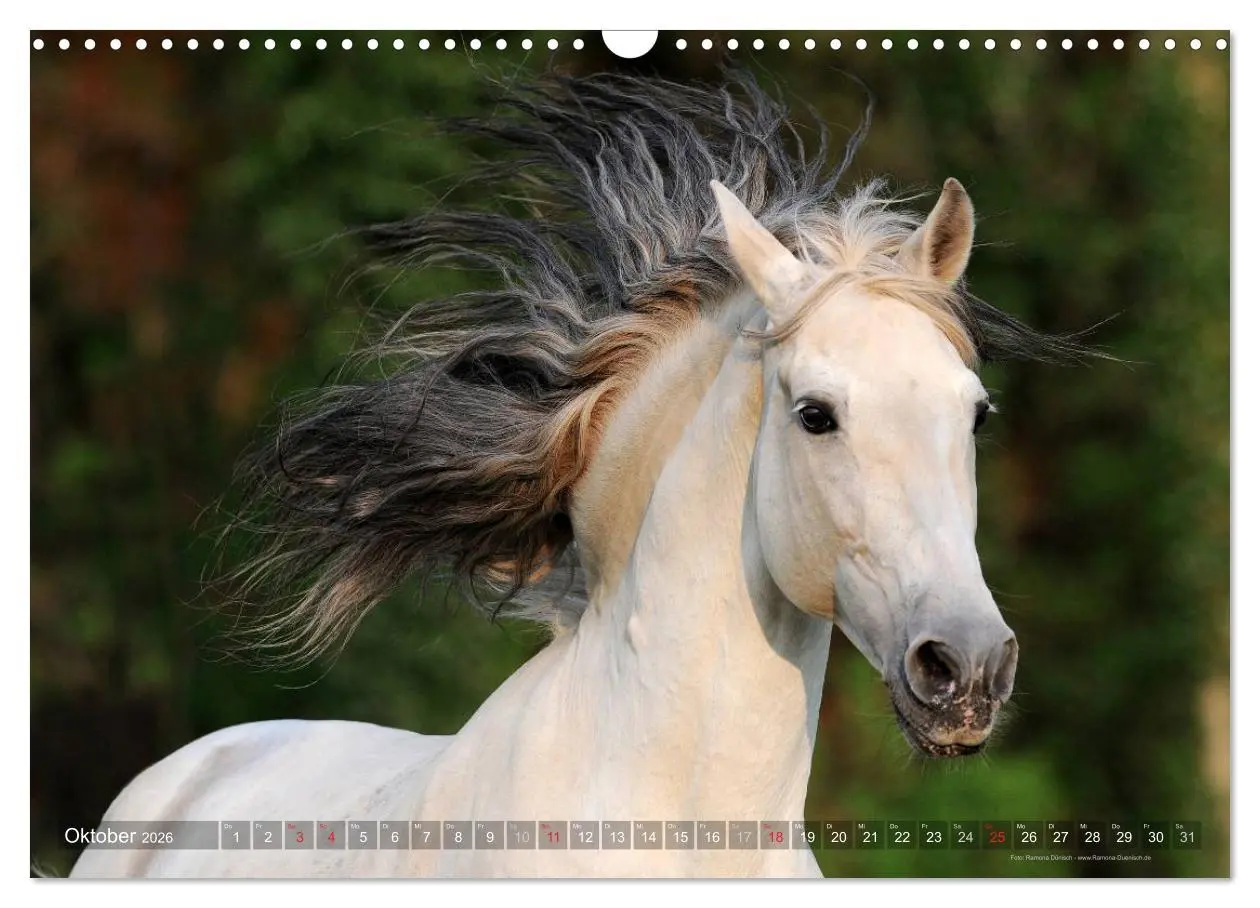 Bild: 9783516153613 | Edle spanische Pferde - Pura Raza Espanola (Wandkalender 2026 DIN...