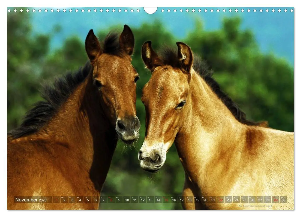 Bild: 9783516153613 | Edle spanische Pferde - Pura Raza Espanola (Wandkalender 2026 DIN...