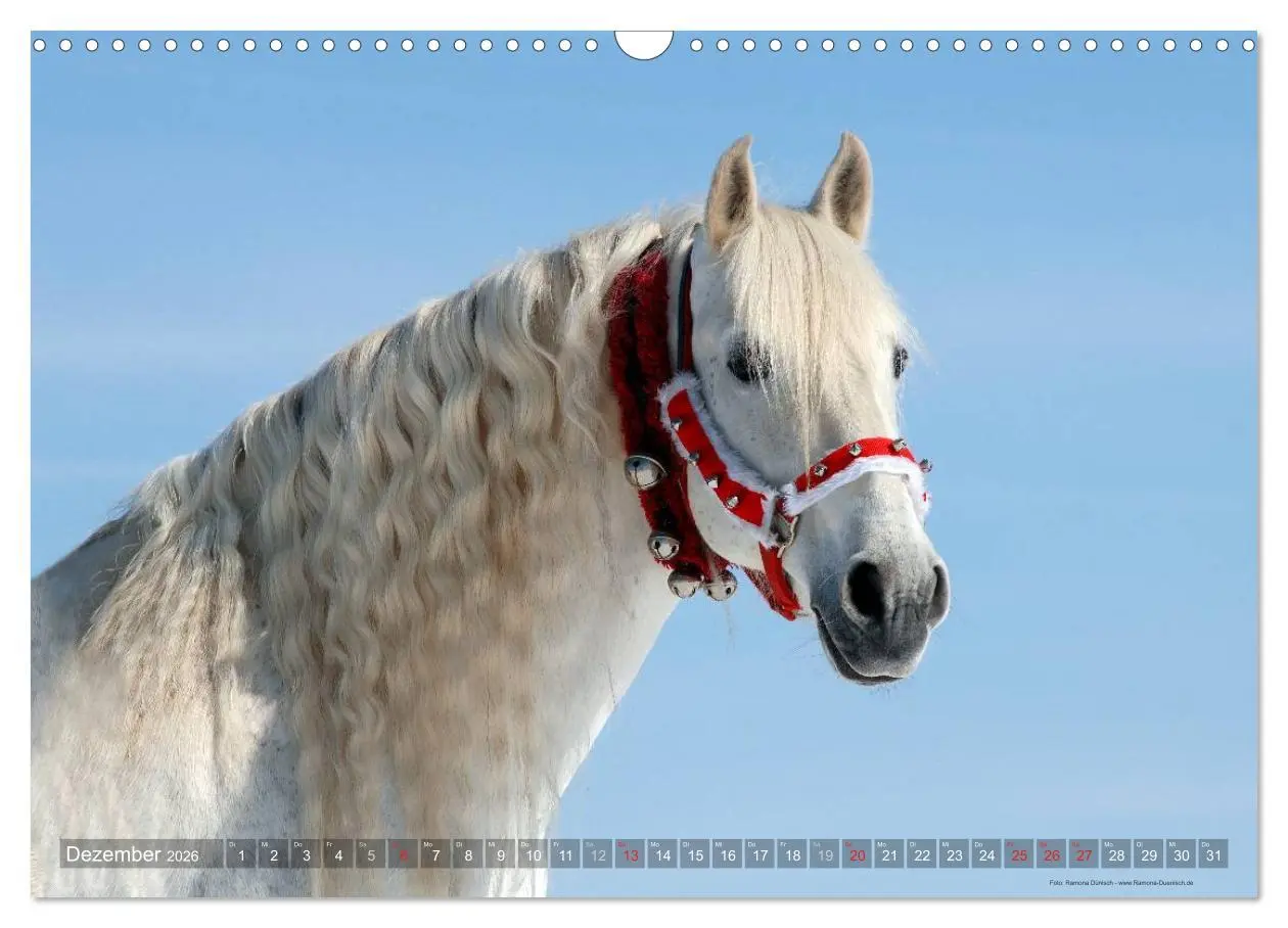 Bild: 9783516153613 | Edle spanische Pferde - Pura Raza Espanola (Wandkalender 2026 DIN...