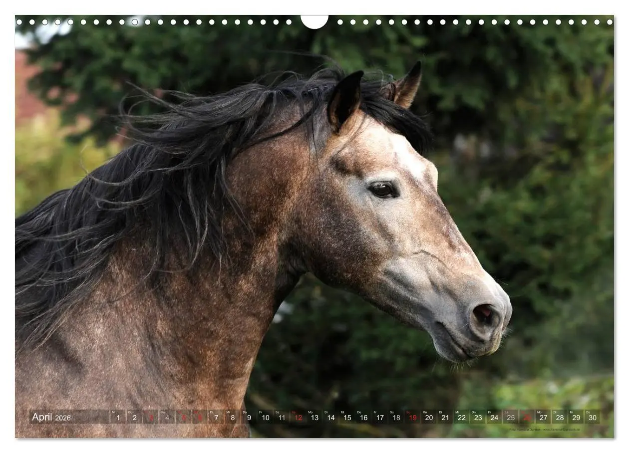 Bild: 9783516153613 | Edle spanische Pferde - Pura Raza Espanola (Wandkalender 2026 DIN...