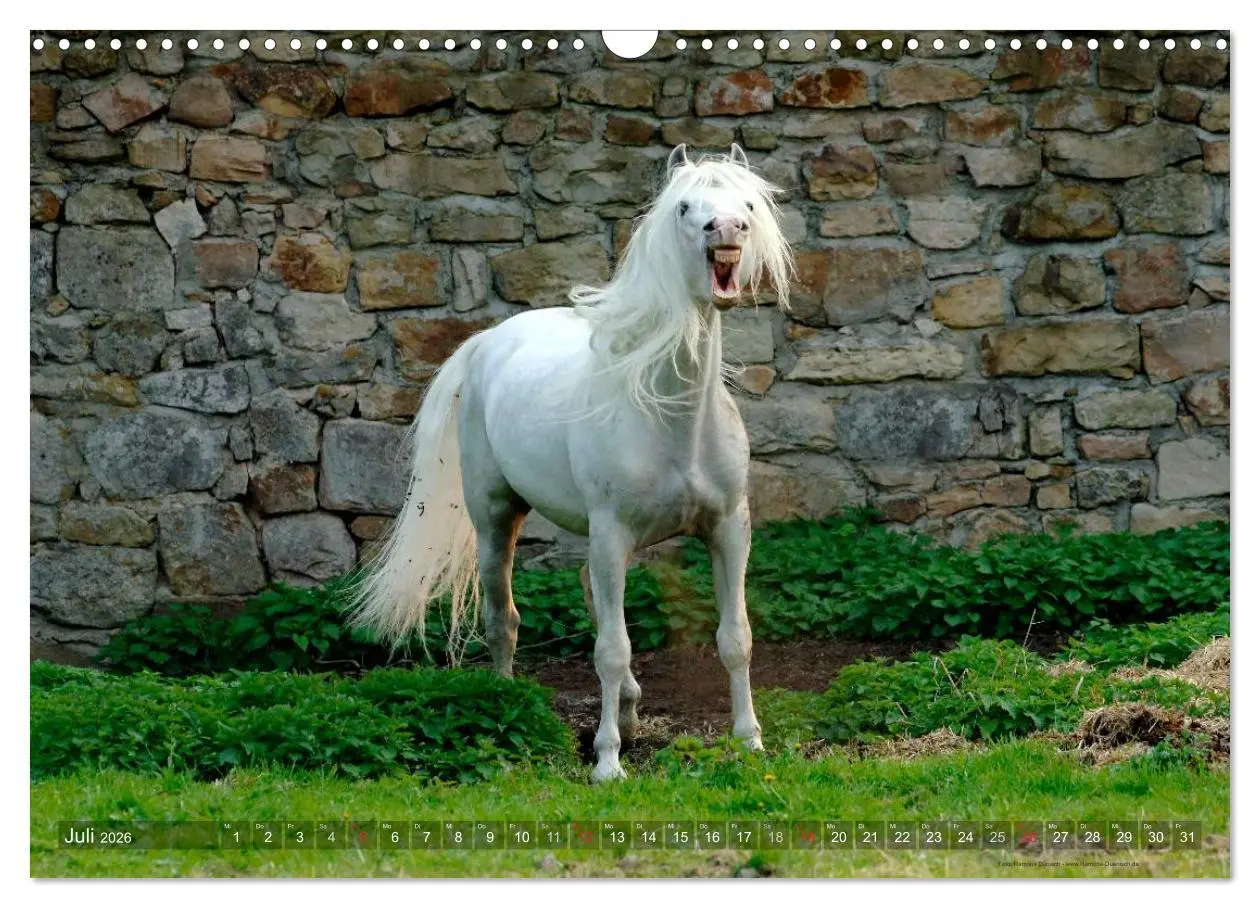 Bild: 9783516153613 | Edle spanische Pferde - Pura Raza Espanola (Wandkalender 2026 DIN...
