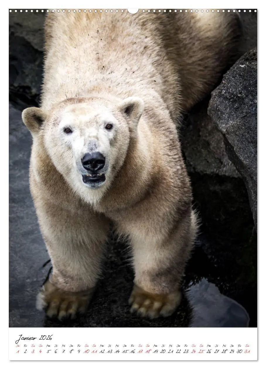 Bild: 9783516393613 | Tierwelten - aus dem ältesten Tiergarten der Welt (hochwertiger...