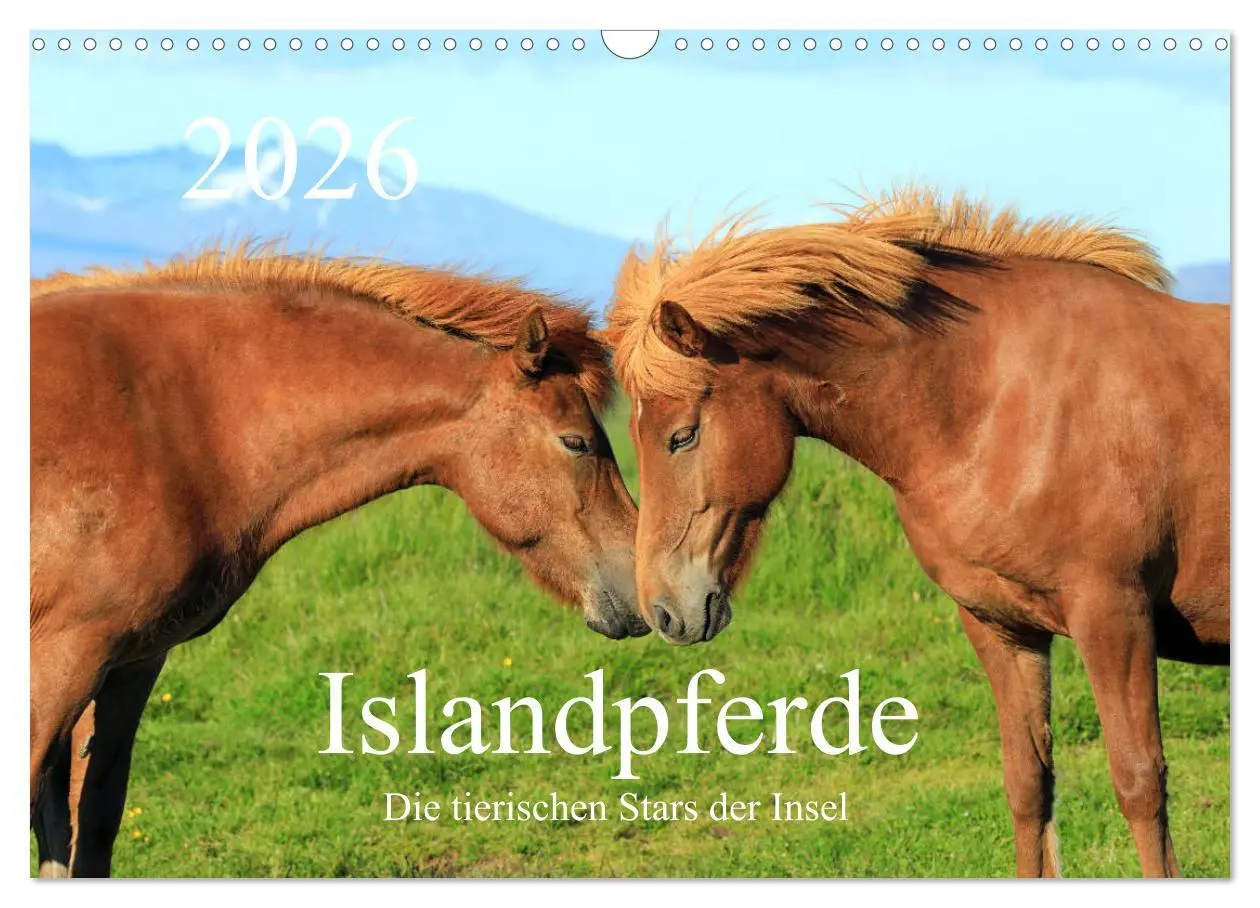 Cover: 9783457813713 | Islandpferde - Die tierischen Stars der Insel (Wandkalender 2026...