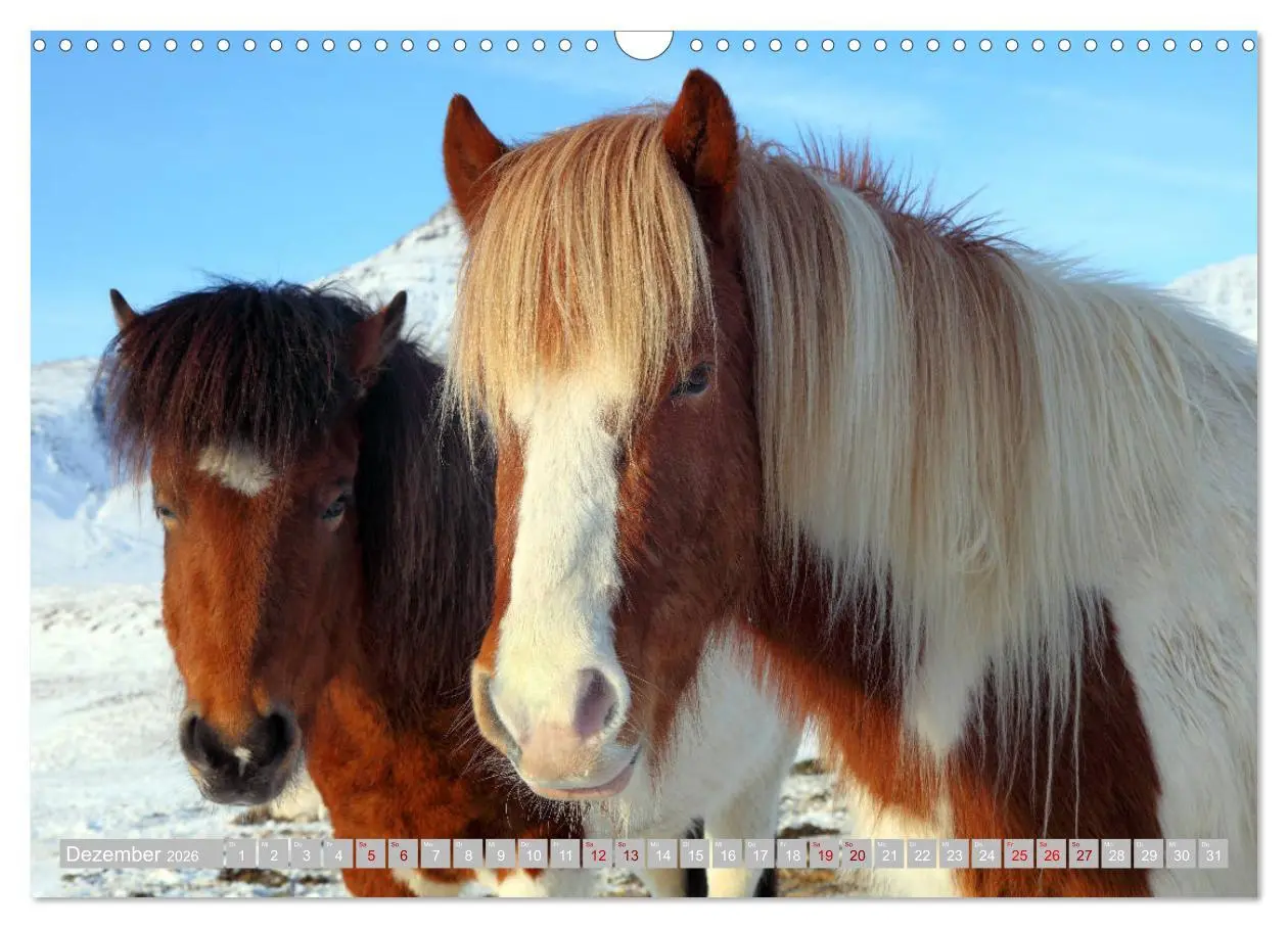 Bild: 9783457813713 | Islandpferde - Die tierischen Stars der Insel (Wandkalender 2026...