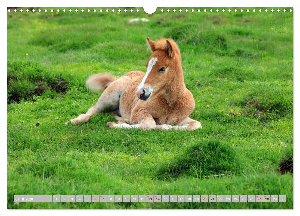 Bild: 9783457813713 | Islandpferde - Die tierischen Stars der Insel (Wandkalender 2026...
