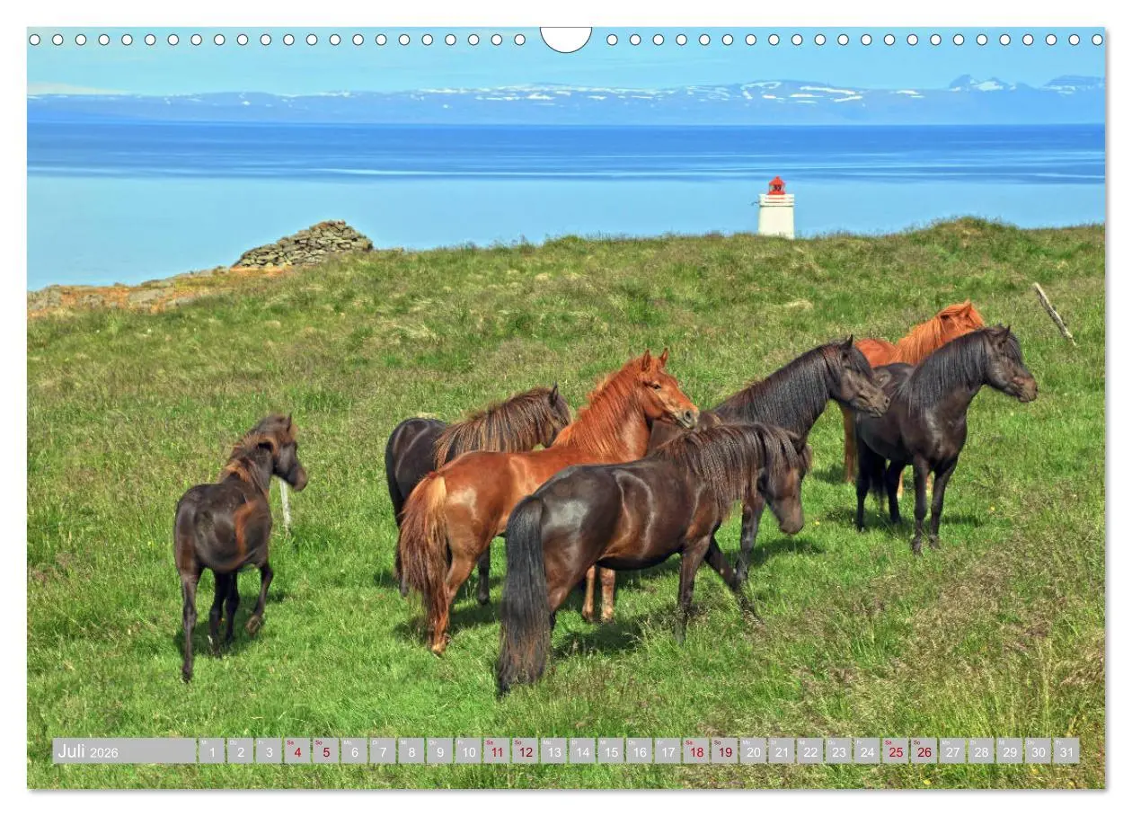 Bild: 9783457813713 | Islandpferde - Die tierischen Stars der Insel (Wandkalender 2026...
