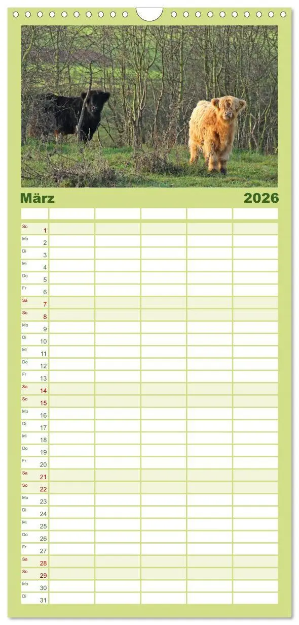 Bild: 9783516513813 | Familienplaner 2026 - Das Schottische Hochlandrind mit 5 Spalten...