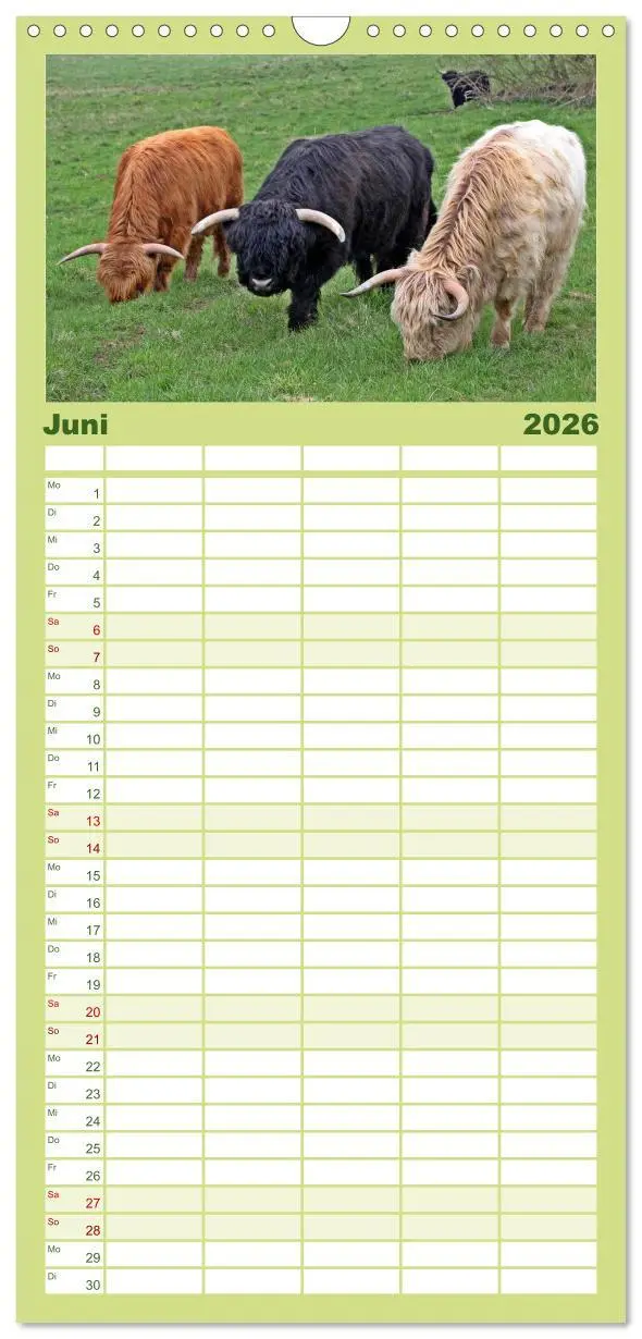 Bild: 9783516513813 | Familienplaner 2026 - Das Schottische Hochlandrind mit 5 Spalten...