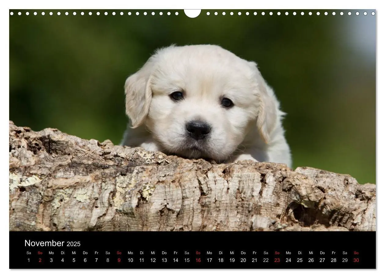 Bild: 9783435834013 | Hundewelpen (Wandkalender 2025 DIN A3 quer), CALVENDO Monatskalender